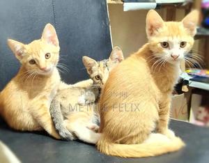 3-6 months Female Purebred Tabby - thumbnail 2