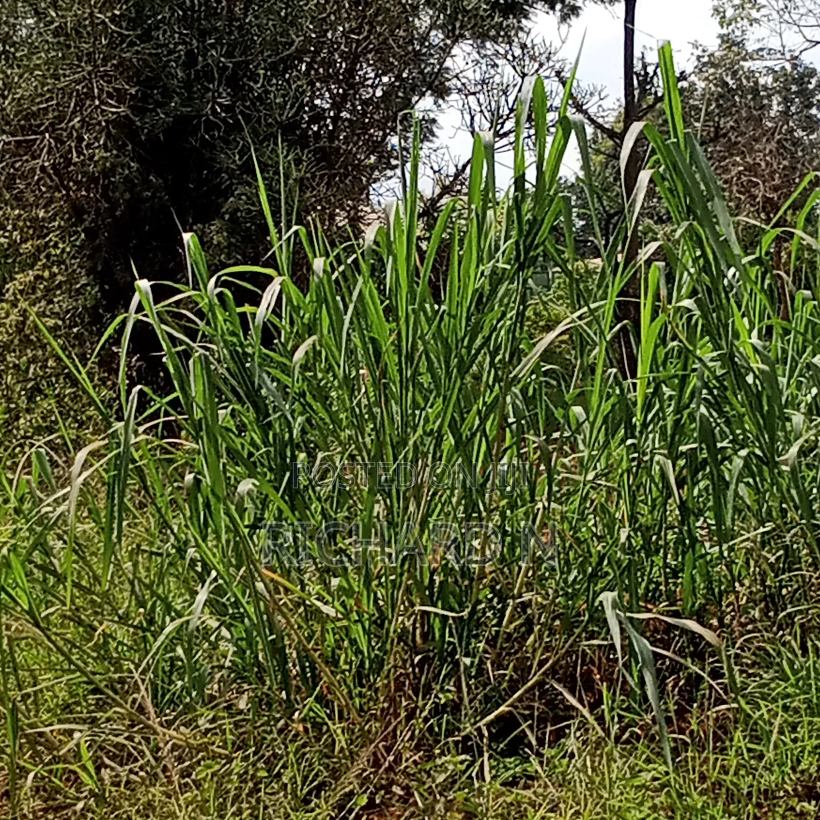 Prime 50x100 Plot for Sale at Embu Njukiri Area