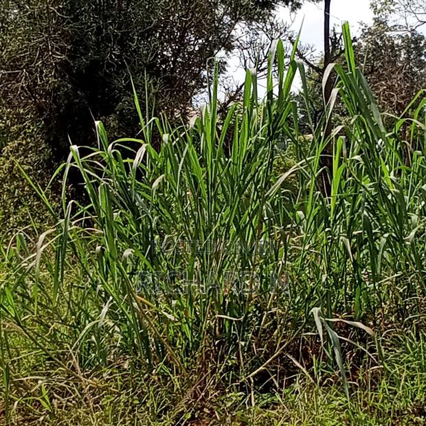 Prime 50x100 Plot for Sale at Embu Njukiri Area - thumbnail 4