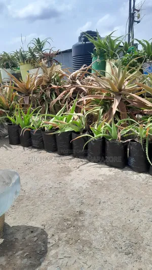 Aloe Vera Seedlings and Plant