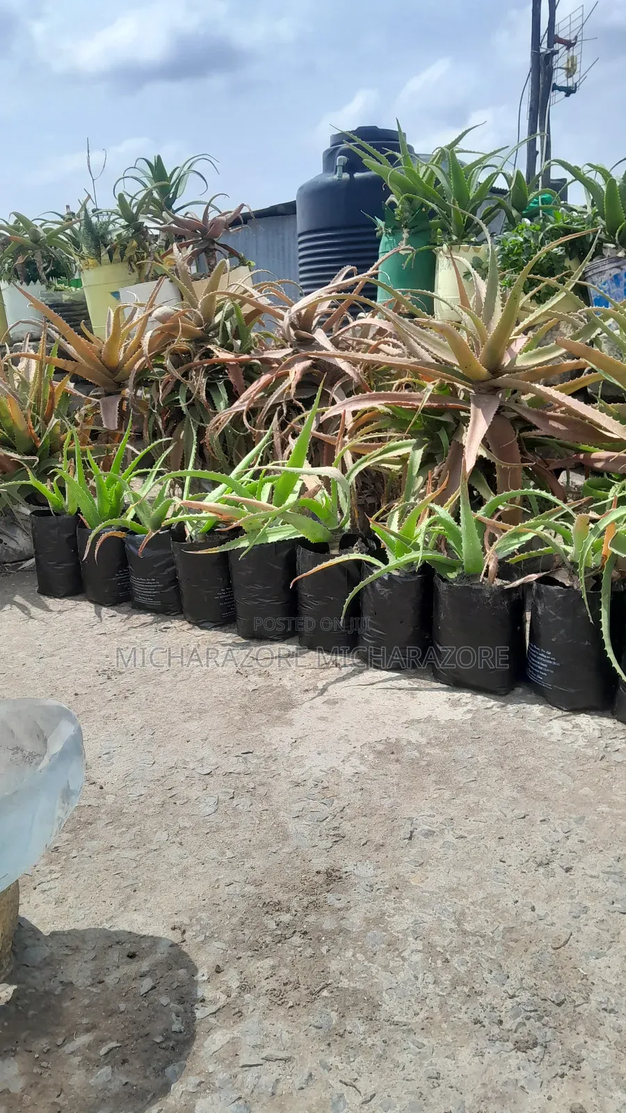 Aloe Vera Seedlings and Plant
