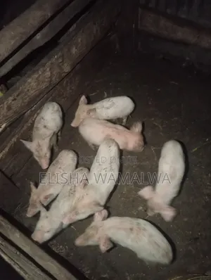 Large White Piglets for Sale at Bungoma