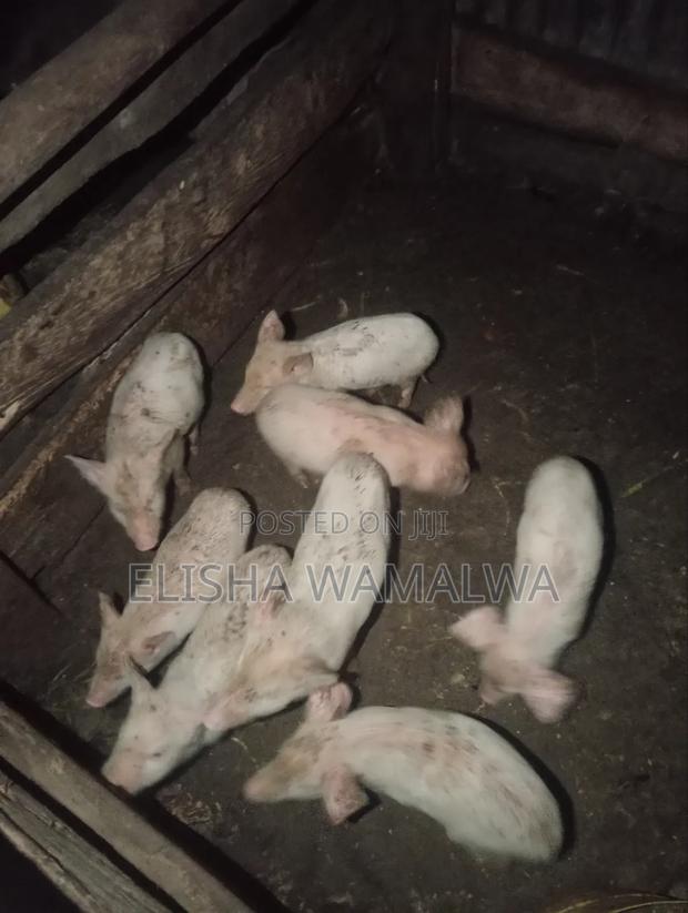 Large White Piglets for Sale at Bungoma