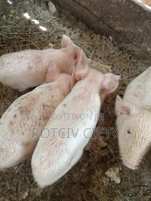 Piglets for Sale - thumbnail 2