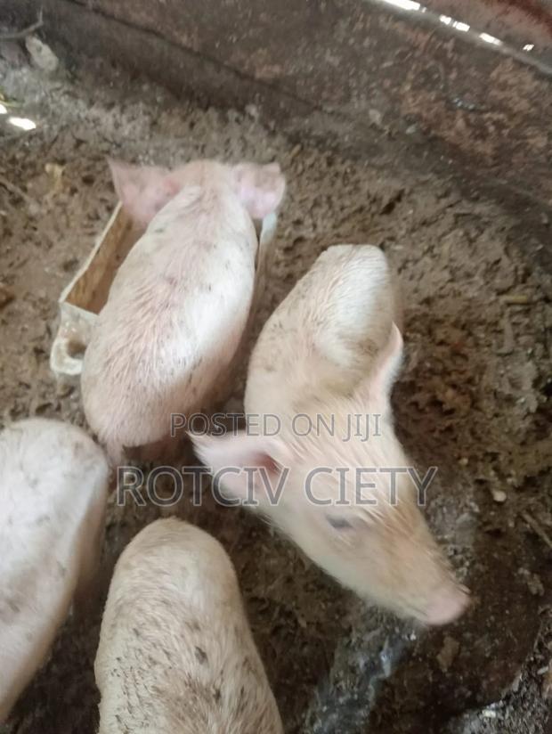 Piglets for Sale - thumbnail 3