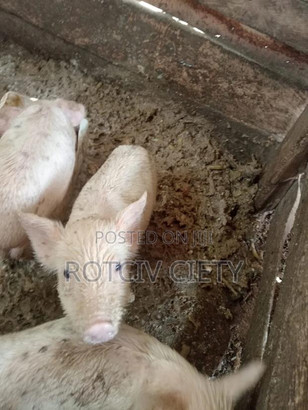 Piglets for Sale - thumbnail 4