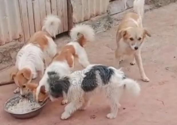 Chiwawa Dogs