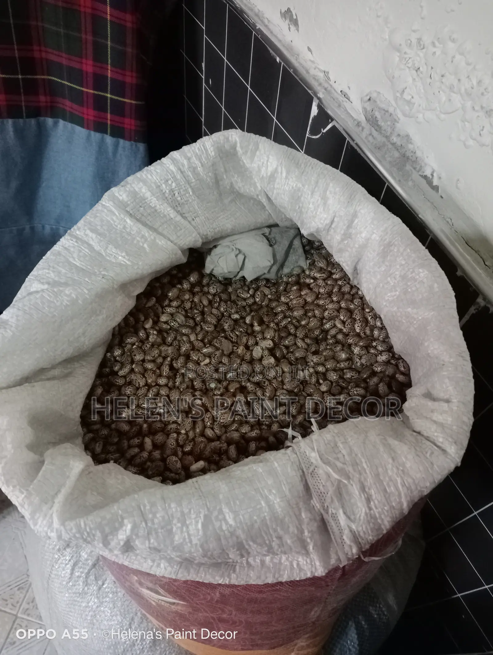 Castor Beans for Sale
