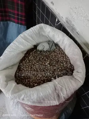 Castor Beans for Sale
