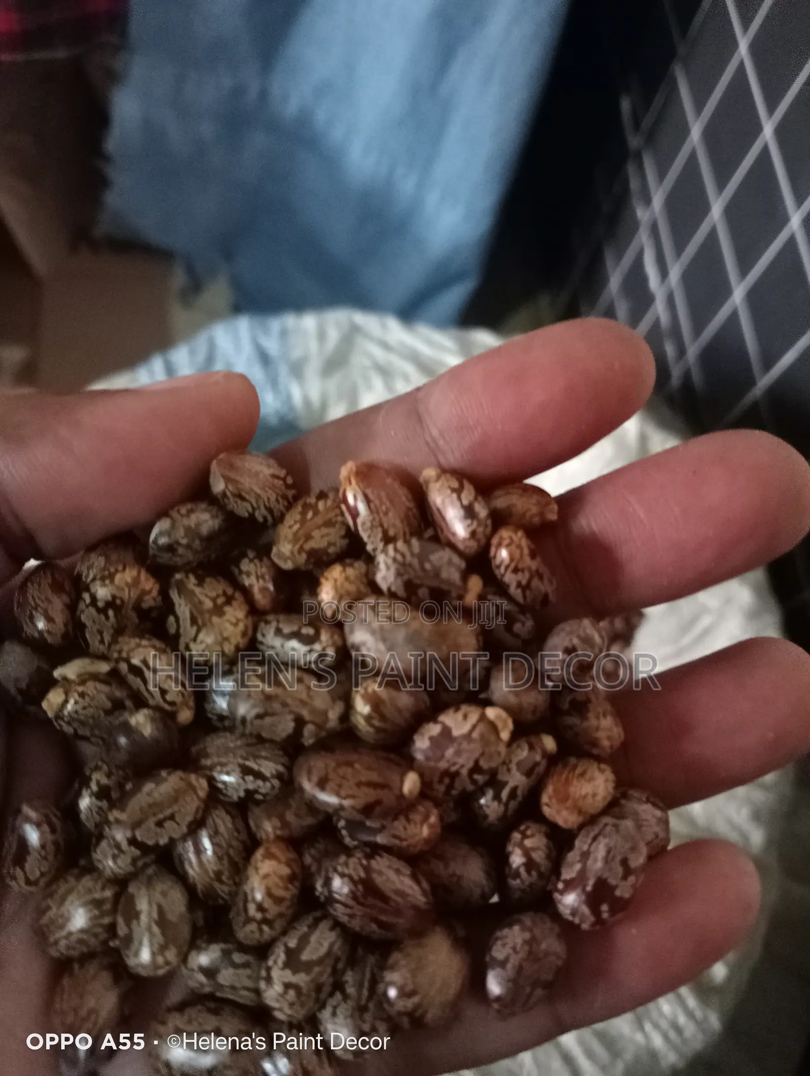 Castor Beans for Sale