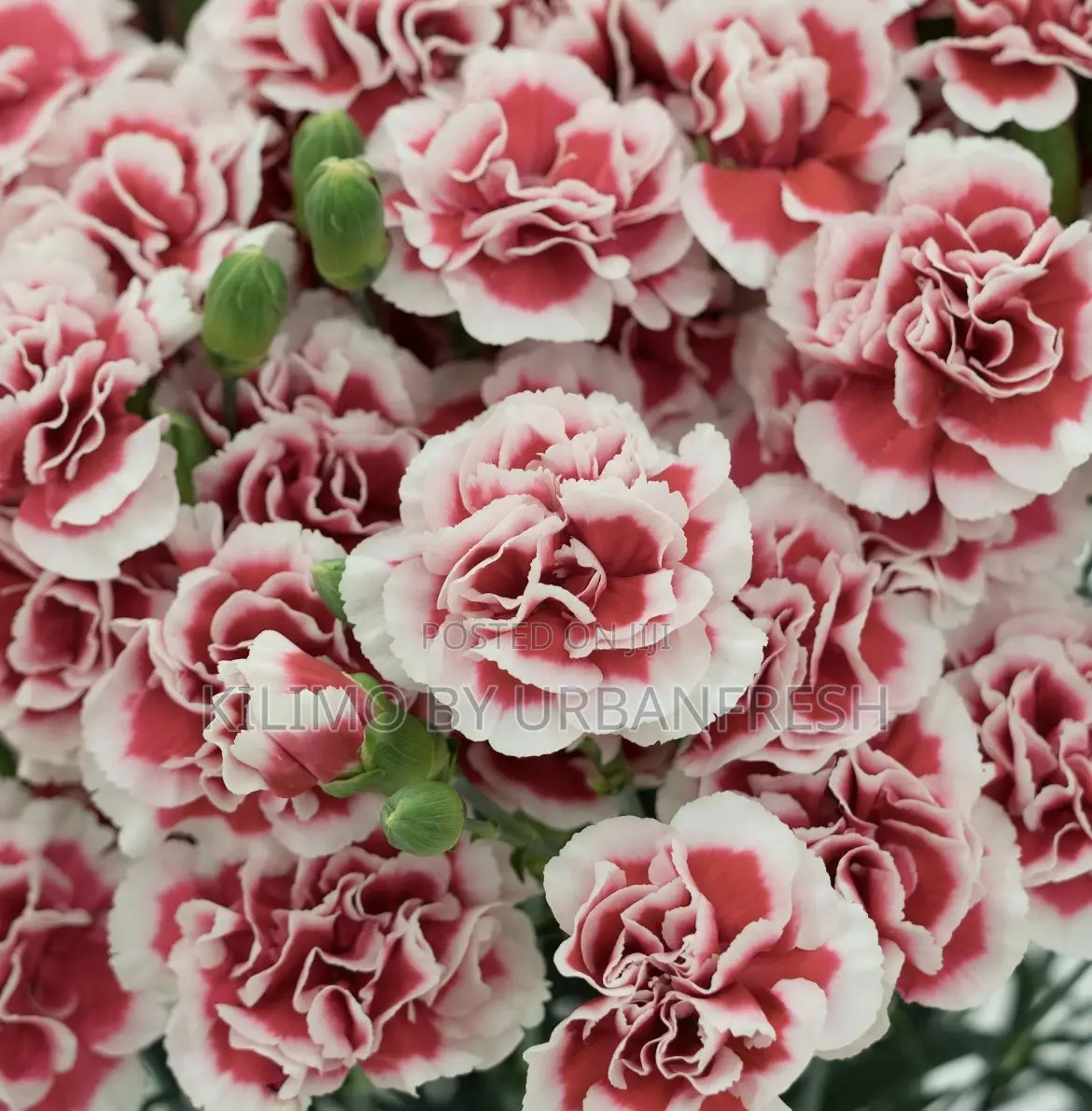 Carnation Seedlings 10 Units