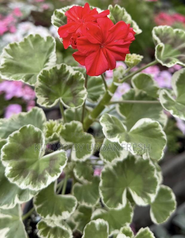 Gerenium 10 Seedlings - main view