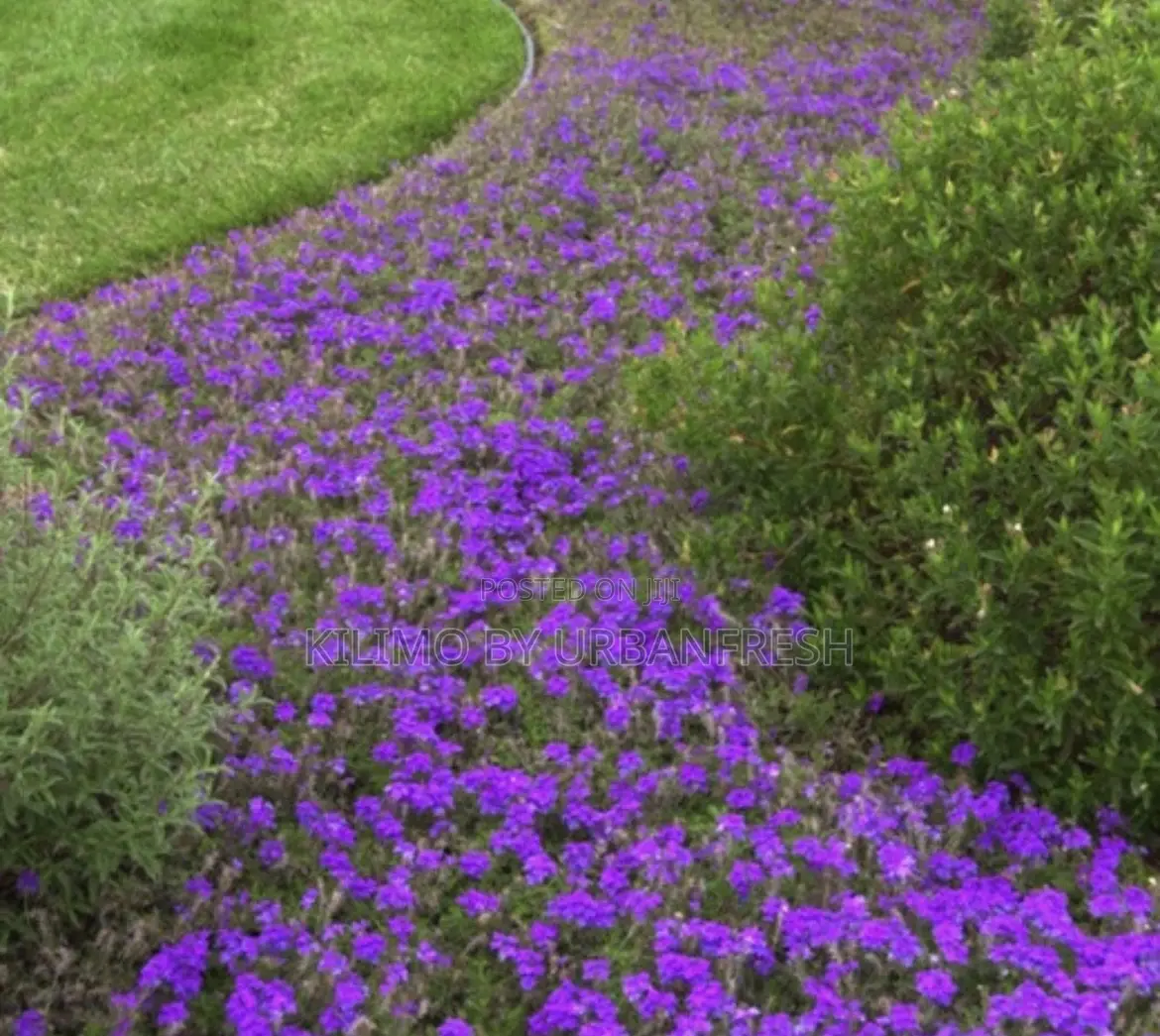 Verbena 10 Seedlings