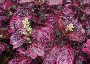 Iresine ( Bloodleaf) 10 Seedlings