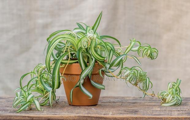 Spider Plant 10 Seedlings. - main view