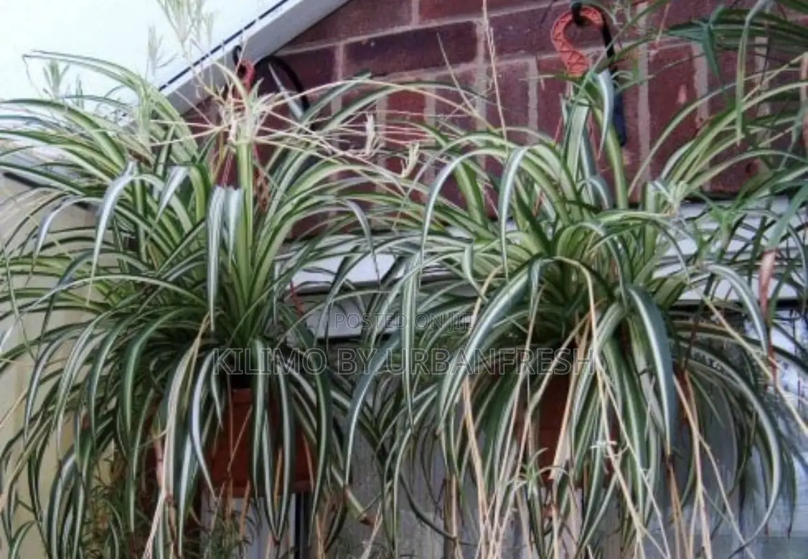 Spider Plant 10 Seedlings.
