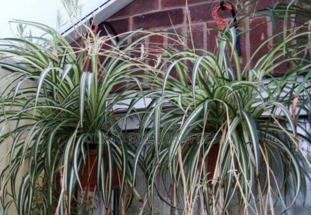 Spider Plant 10 Seedlings. - thumbnail 2