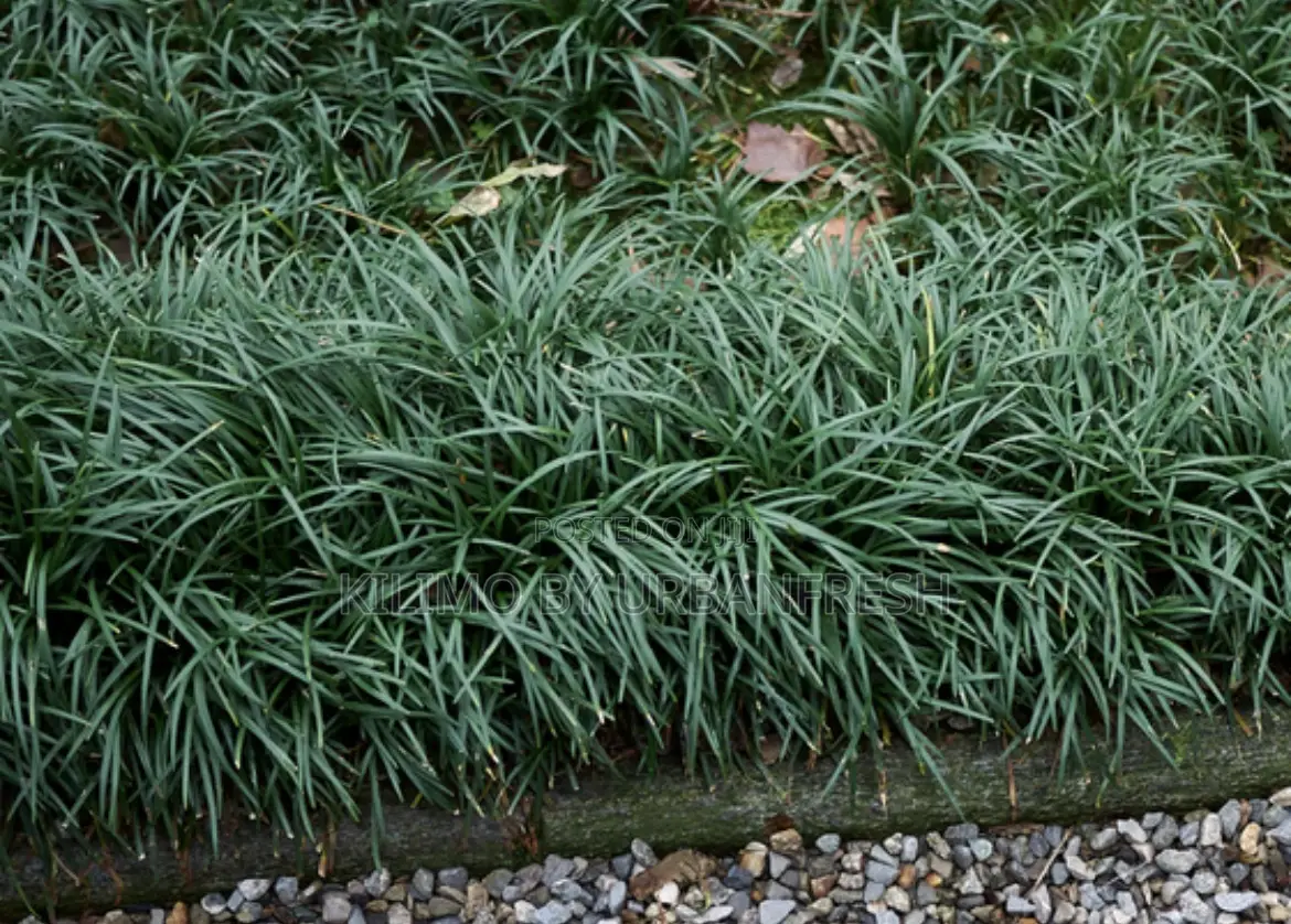 Mondo Grass 10 Seedlings