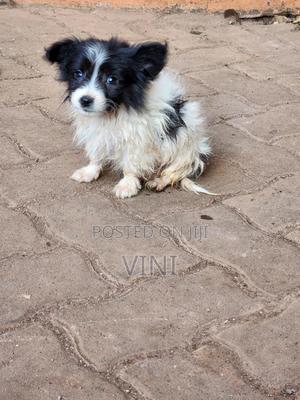 1-3 months Male Mixed Breed Maltese - thumbnail 2