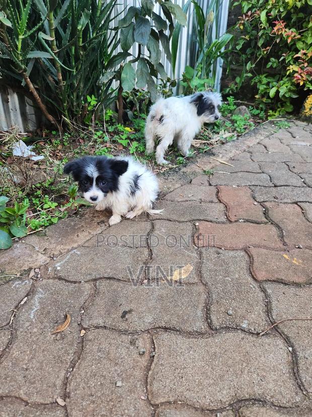 1-3 months Male Mixed Breed Maltese - thumbnail 3