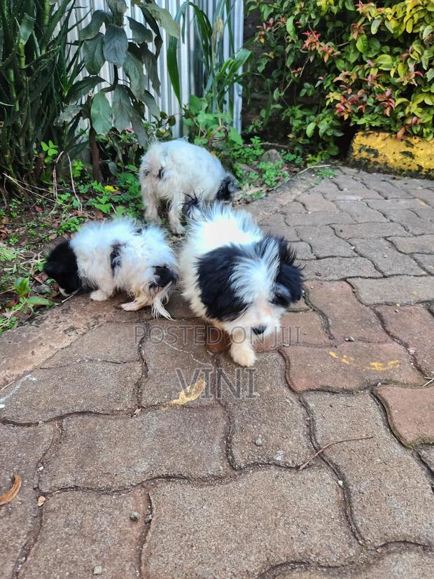 1-3 months Male Mixed Breed Maltese - thumbnail 4