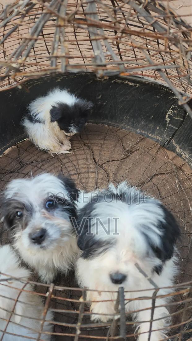 1-3 months Male Mixed Breed Maltese - thumbnail 5