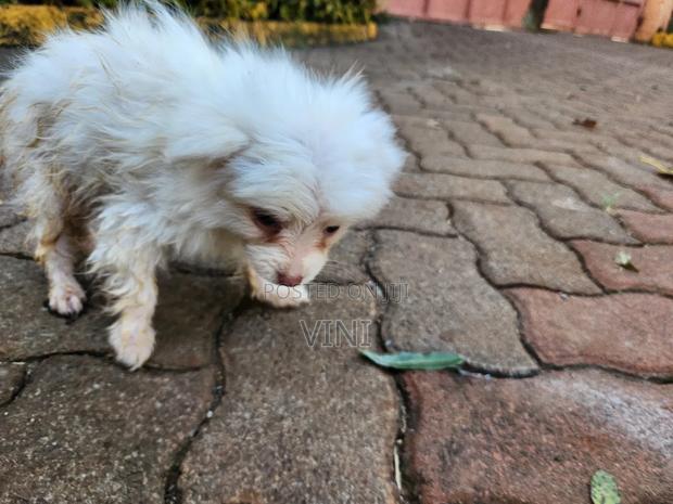 1-3 months Male Mixed Breed Maltese - thumbnail 6