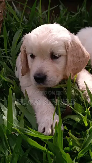 1-3 months Female Purebred Golden Retriever