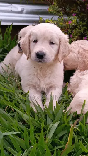 1-3 months Male Purebred Golden Retriever