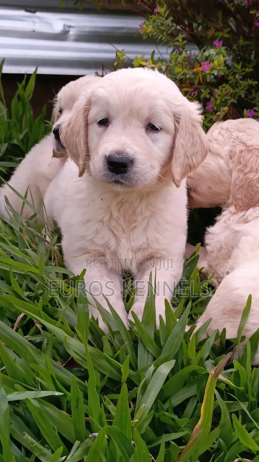 1-3 months Male Purebred Golden Retriever