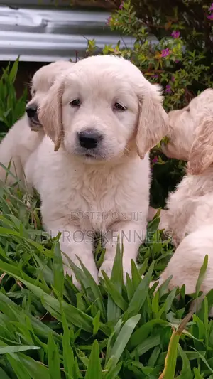 1-3 months Male Purebred Golden Retriever