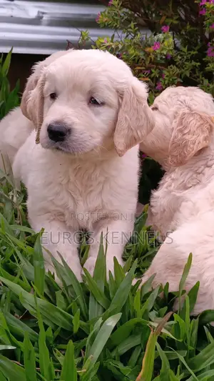 1-3 months Male Purebred Golden Retriever