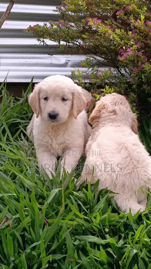 1-3 months Male Purebred Golden Retriever