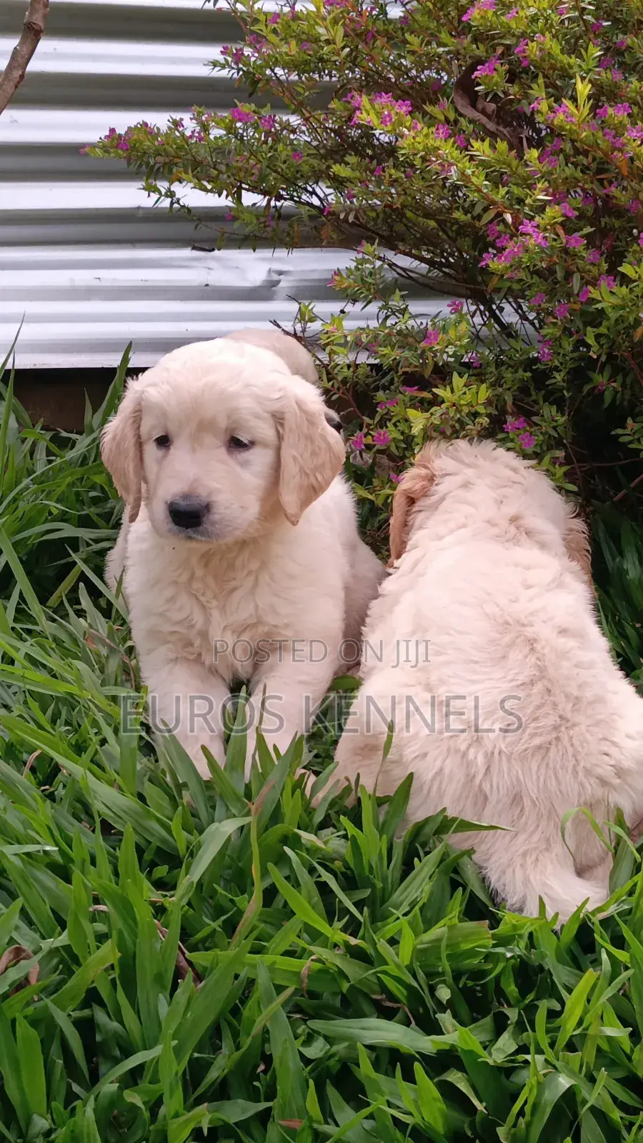 1-3 months Male Purebred Golden Retriever