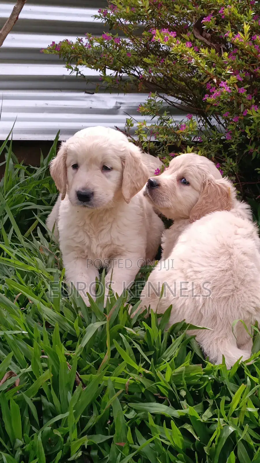 1-3 months Male Purebred Golden Retriever
