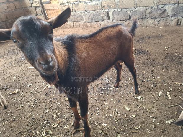 Alpine Buck for Sale - main view