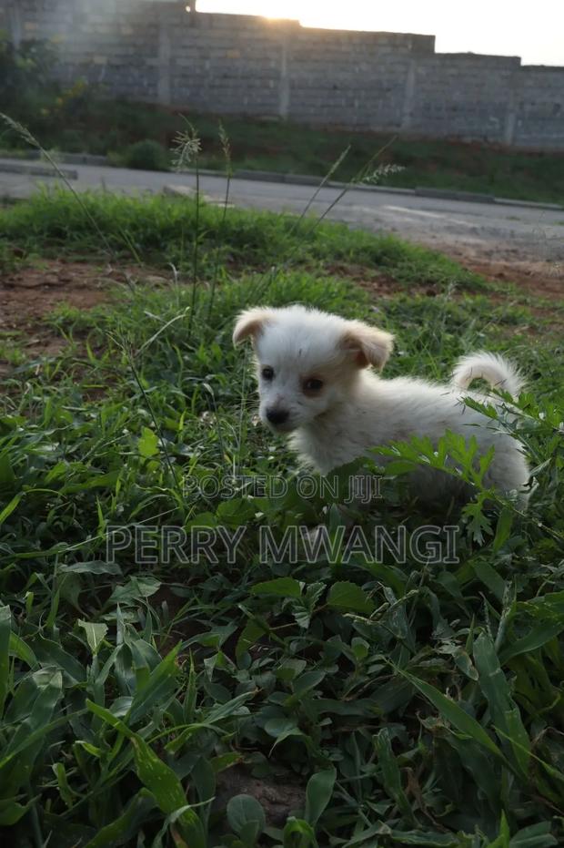 1-3 months Female Purebred Japanese Spitz - main view