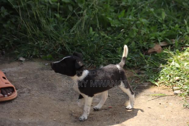 1-3 months Female Purebred Japanese Spitz - thumbnail 3