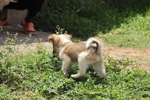 1-3 months Female Purebred Japanese Spitz - thumbnail 4