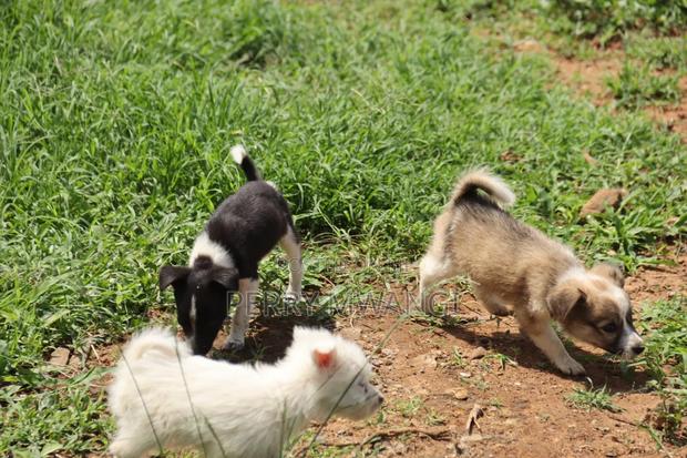 1-3 months Female Purebred Japanese Spitz - thumbnail 5