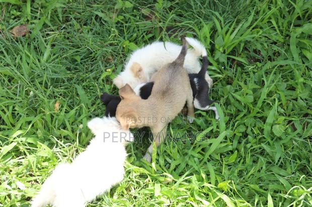 1-3 months Female Purebred Japanese Spitz - thumbnail 6