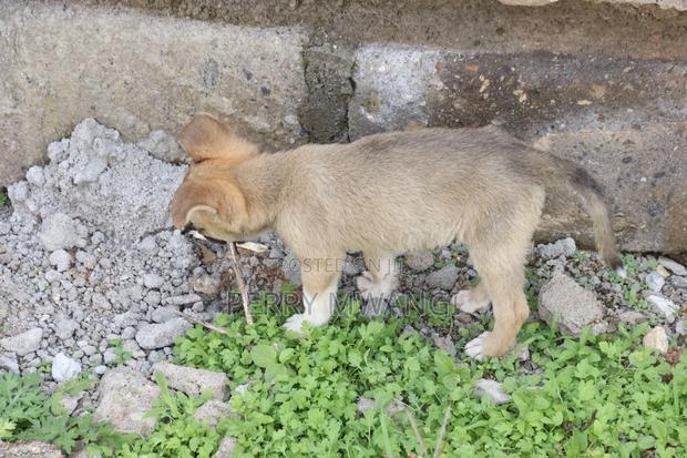 1-3 months Female Purebred Japanese Spitz - thumbnail 7