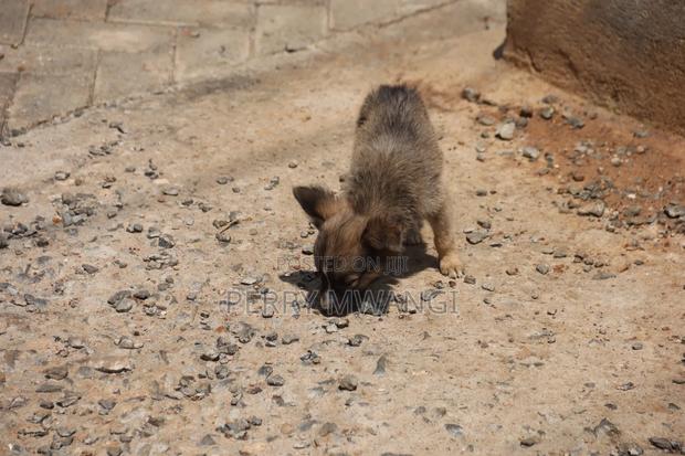 1-3 months Female Purebred Japanese Spitz - thumbnail 8