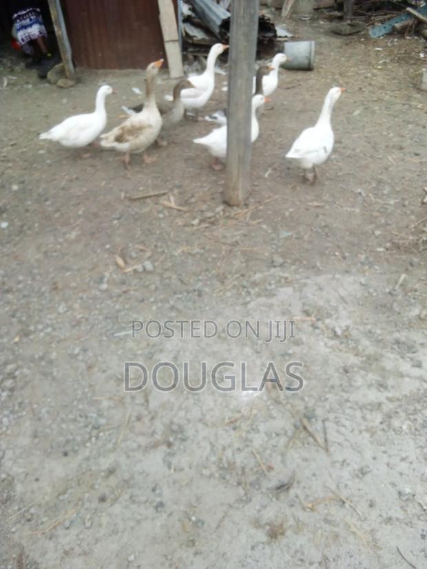 Male Geese