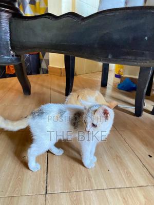 1-3 months Male Mixed Breed American Shorthair - thumbnail 2
