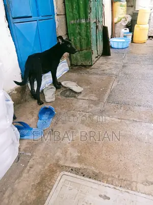 1-3 months Female Mixed Breed German Shepherd