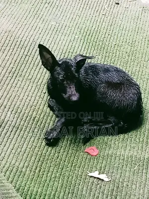 1-3 months Female Mixed Breed German Shepherd
