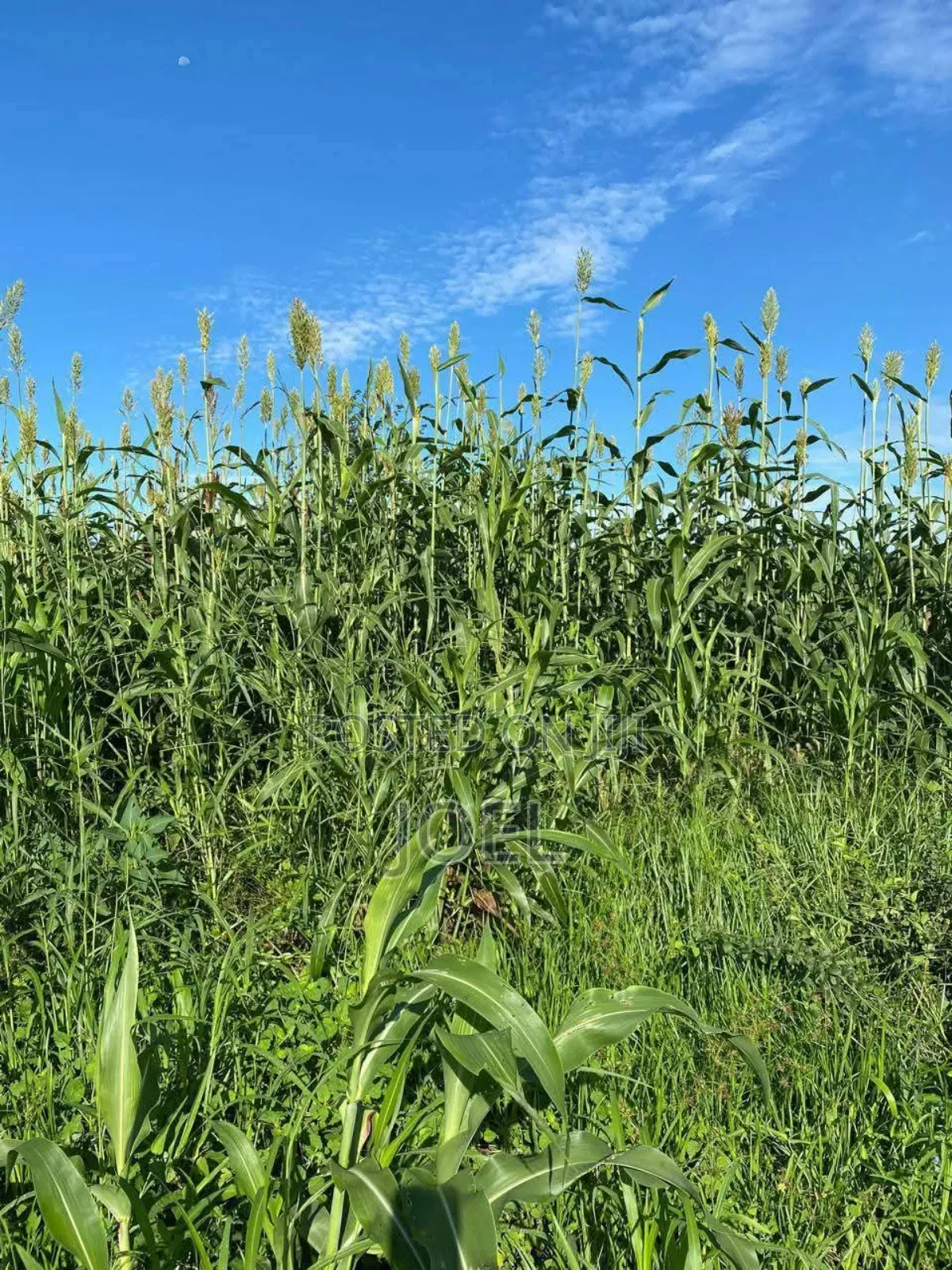 Malindi 150 Acres Land