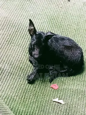 1-3 months Female Mixed Breed German Shepherd