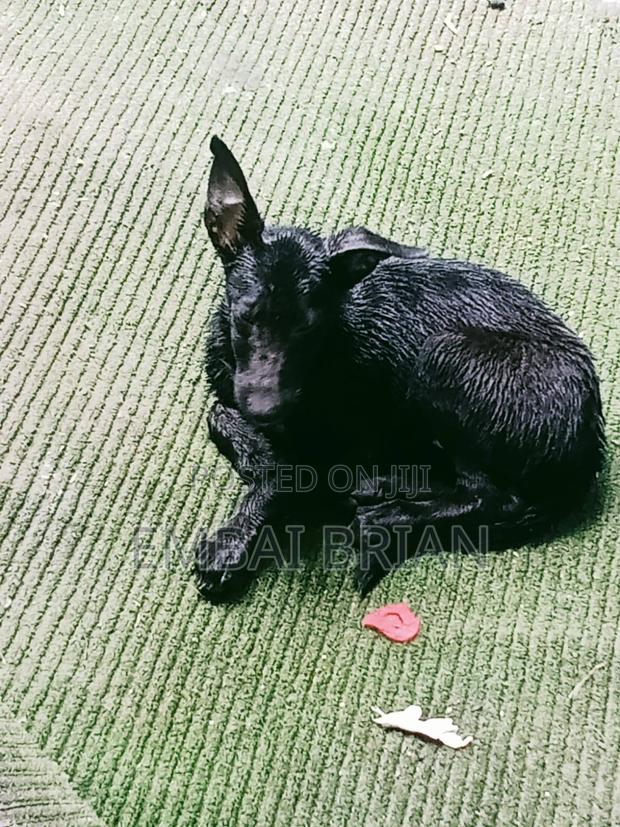 1-3 months Female Mixed Breed German Shepherd - thumbnail 4